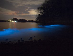 Bioluminiscencia en la playa — océano brillando de azul en la noche