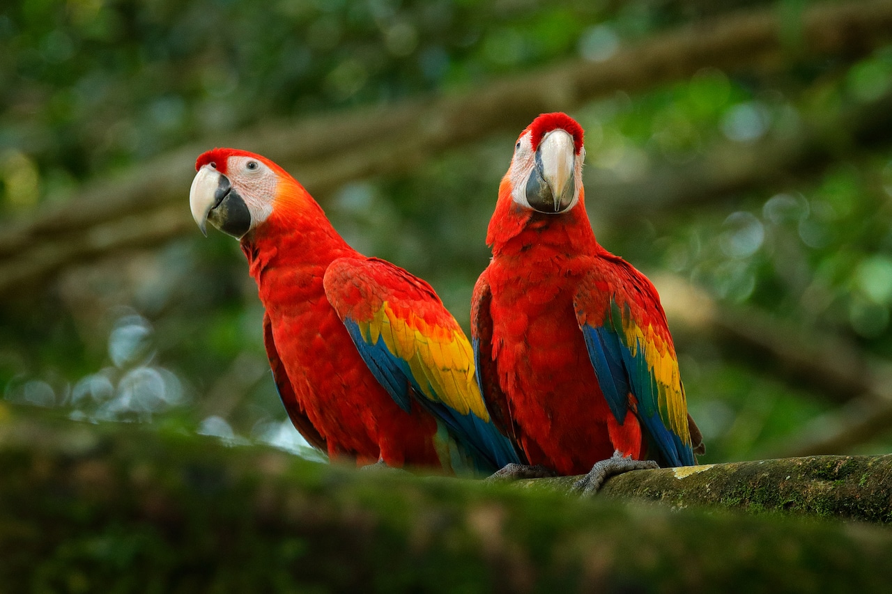 Lapa roja — guacamaya escarlata endémica de Costa Rica